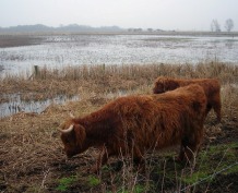 wicken fen, national trust, highland cattle, grazing, trampling