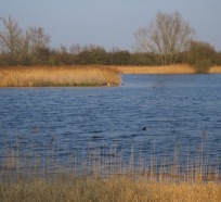 mere, shallow lake, wicken fen, cambridgeshire, national trust, undrained fens